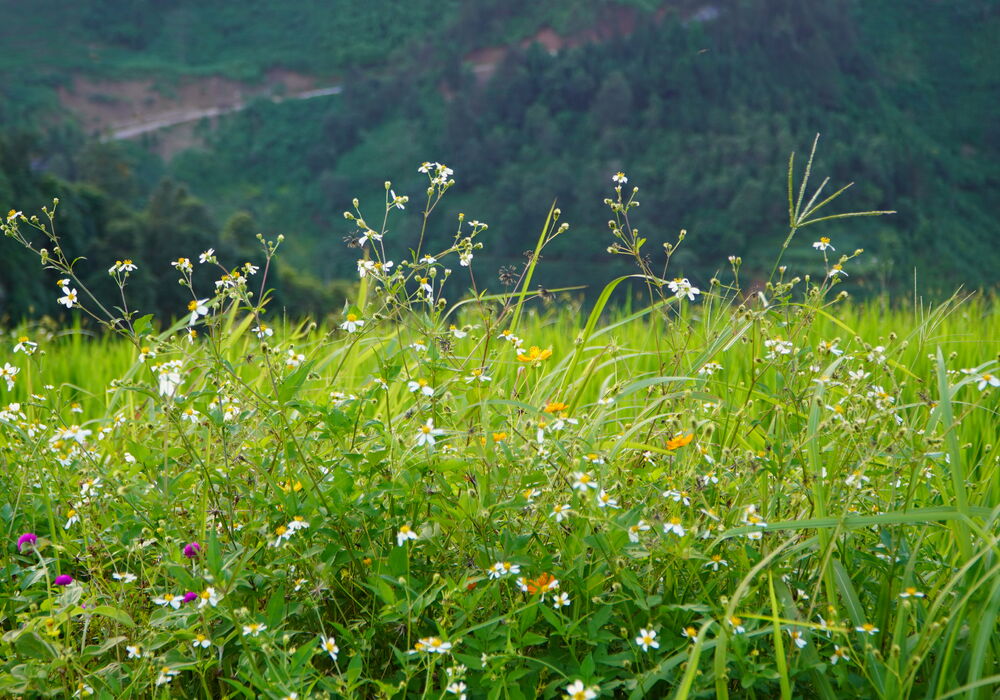 Vùng chè hữu cơ tại Sơn La do GreenU đồng hành